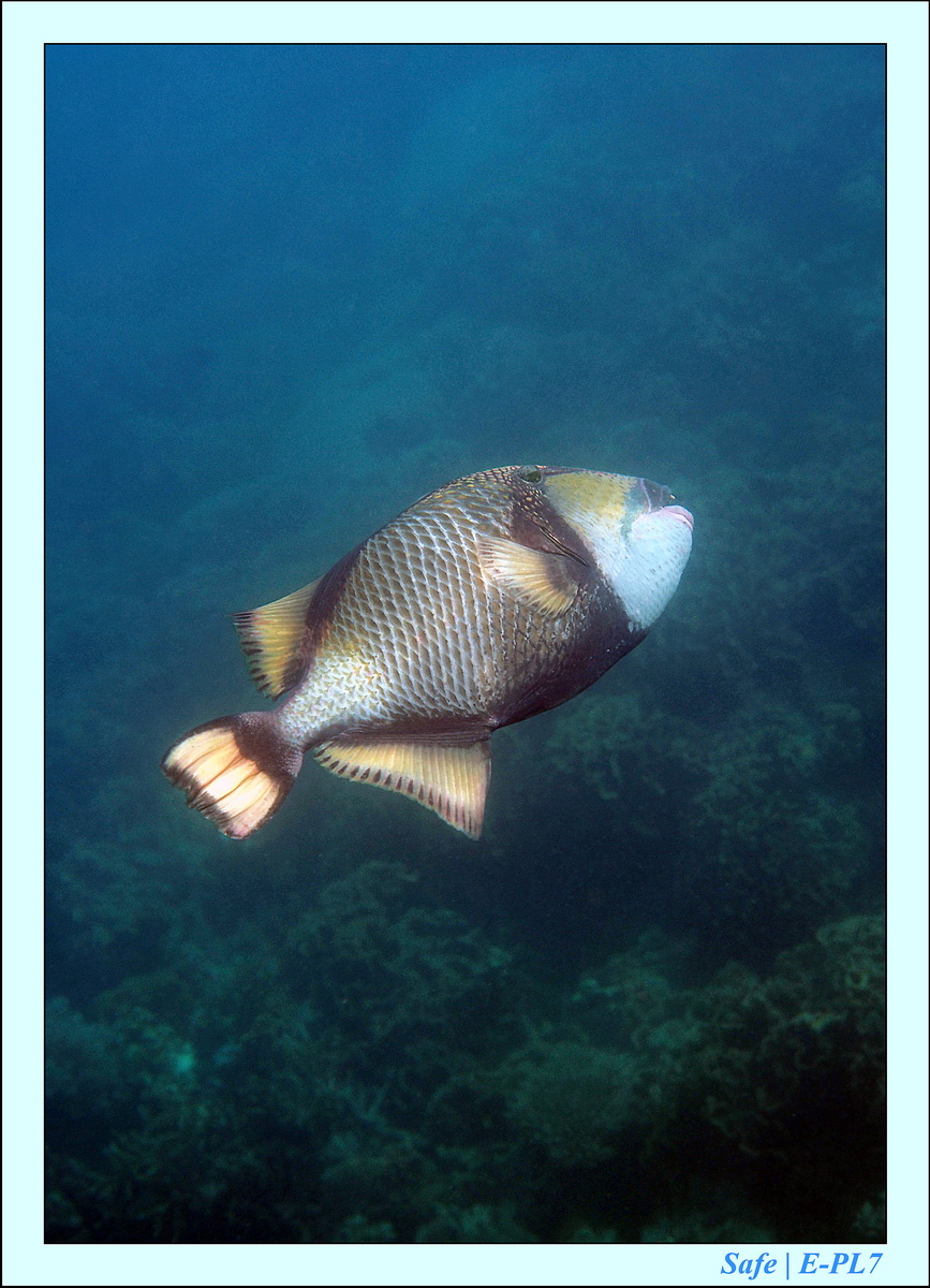 2015   07   Peranthian Islands 20